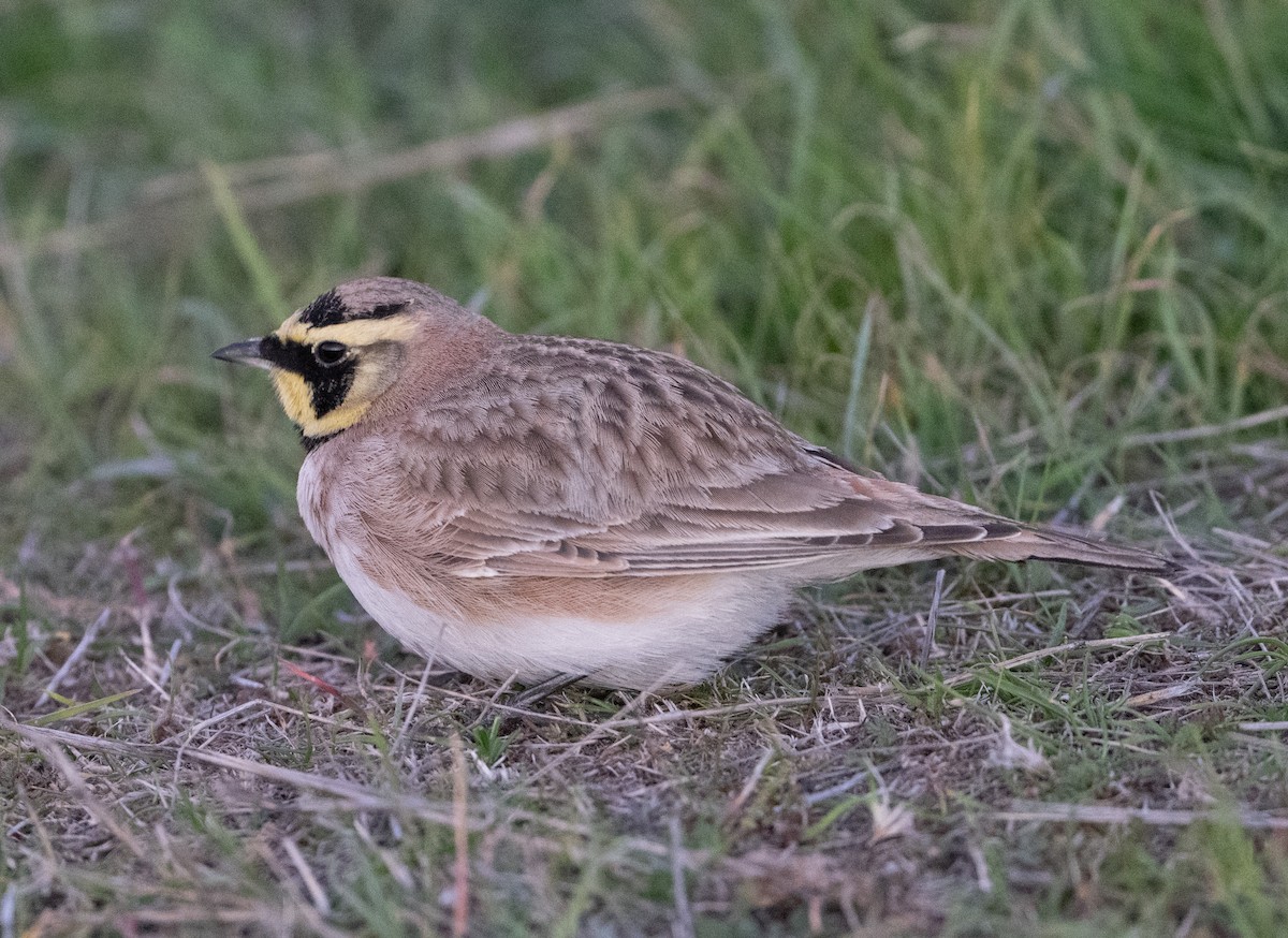 Horned Lark - ML646854578