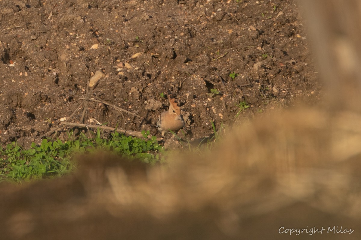 ヤツガシラ - ML646854579