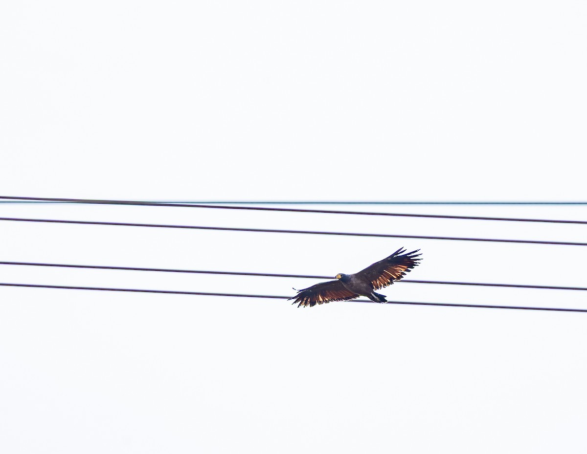 Rufous Crab Hawk - ML646854580