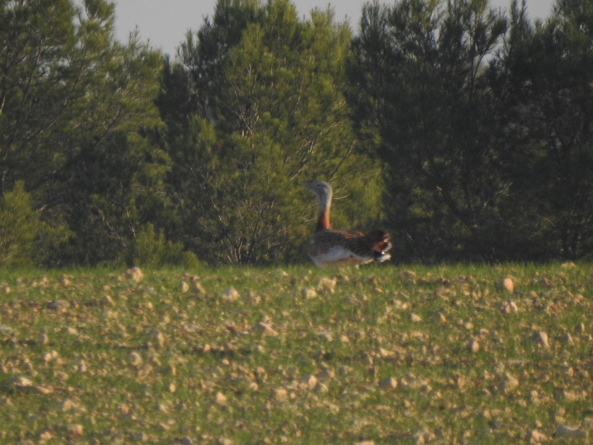 Great Bustard - ML646854584