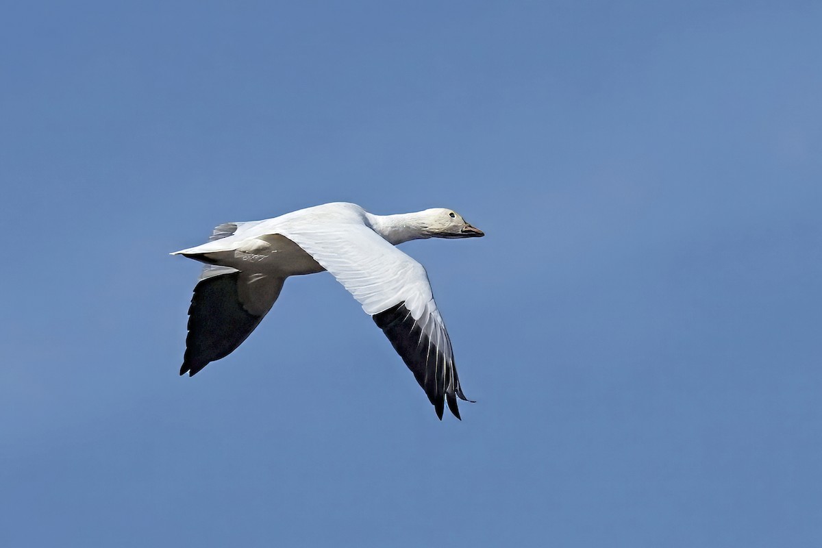 Snow Goose - ML646854585