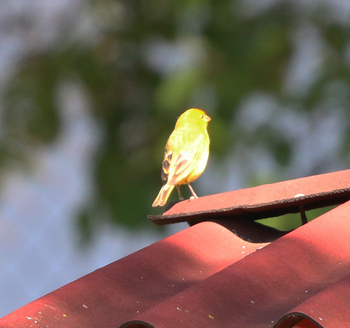 橙黃雀鵐 - ML646854586