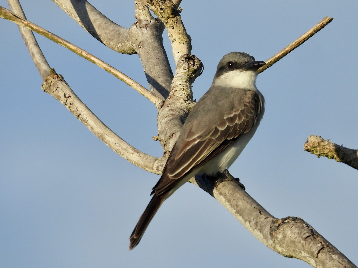 ハイイロタイランチョウ - ML646854587