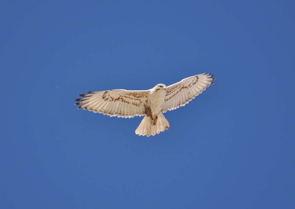 Ferruginous Hawk - ML646854588