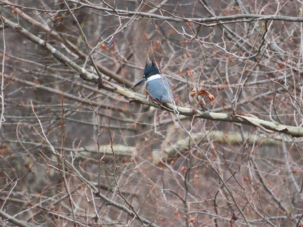 Martín Gigante Norteamericano - ML646854589