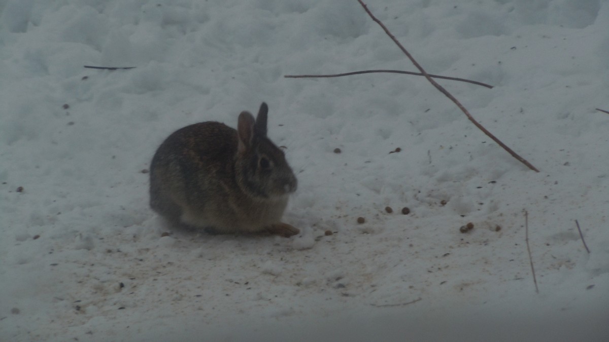 Eastern Cottontail - ML646854591