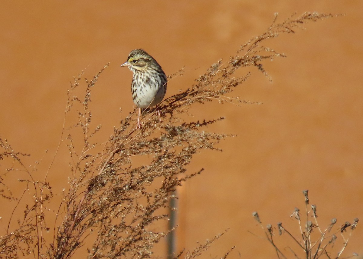 Savannah Sparrow - ML646854592