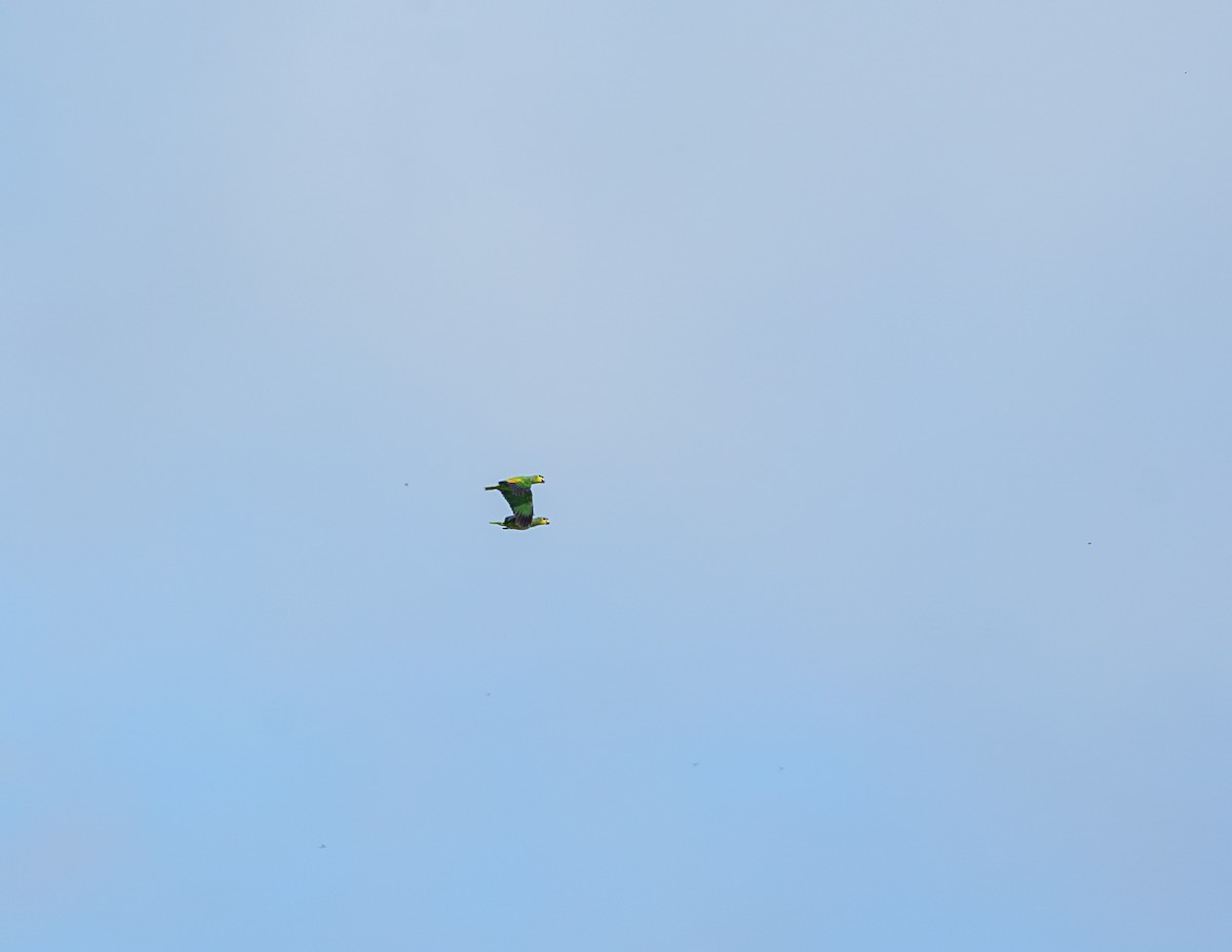 Orange-winged Amazon - ML646854593