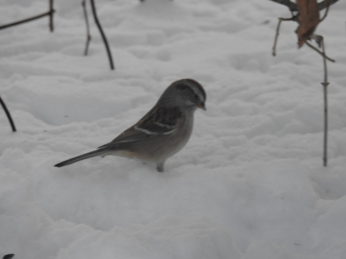 Пасовник північний - ML646854595