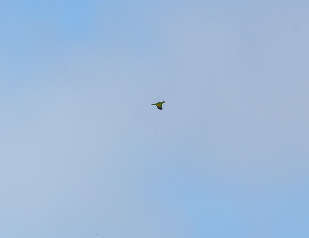 Orange-winged Amazon - ML646854597