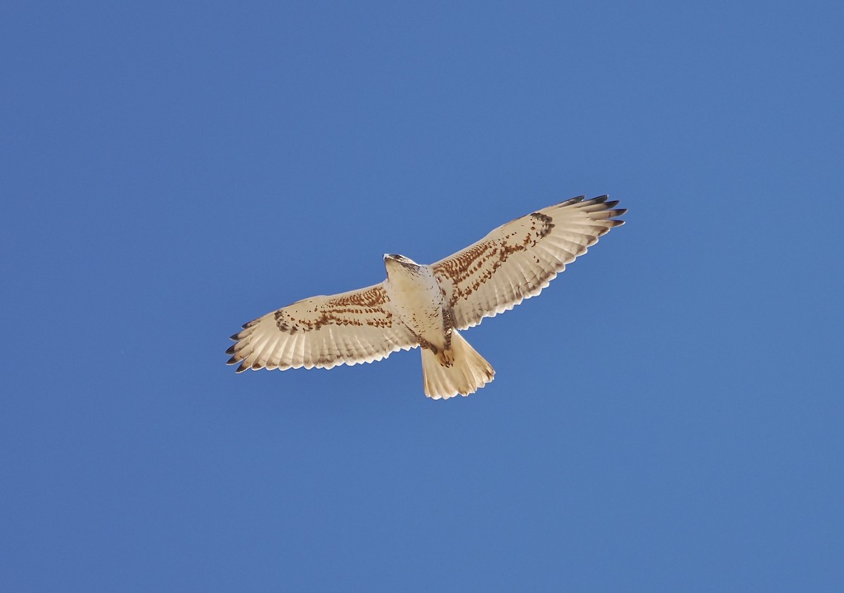 Ferruginous Hawk - ML646854598