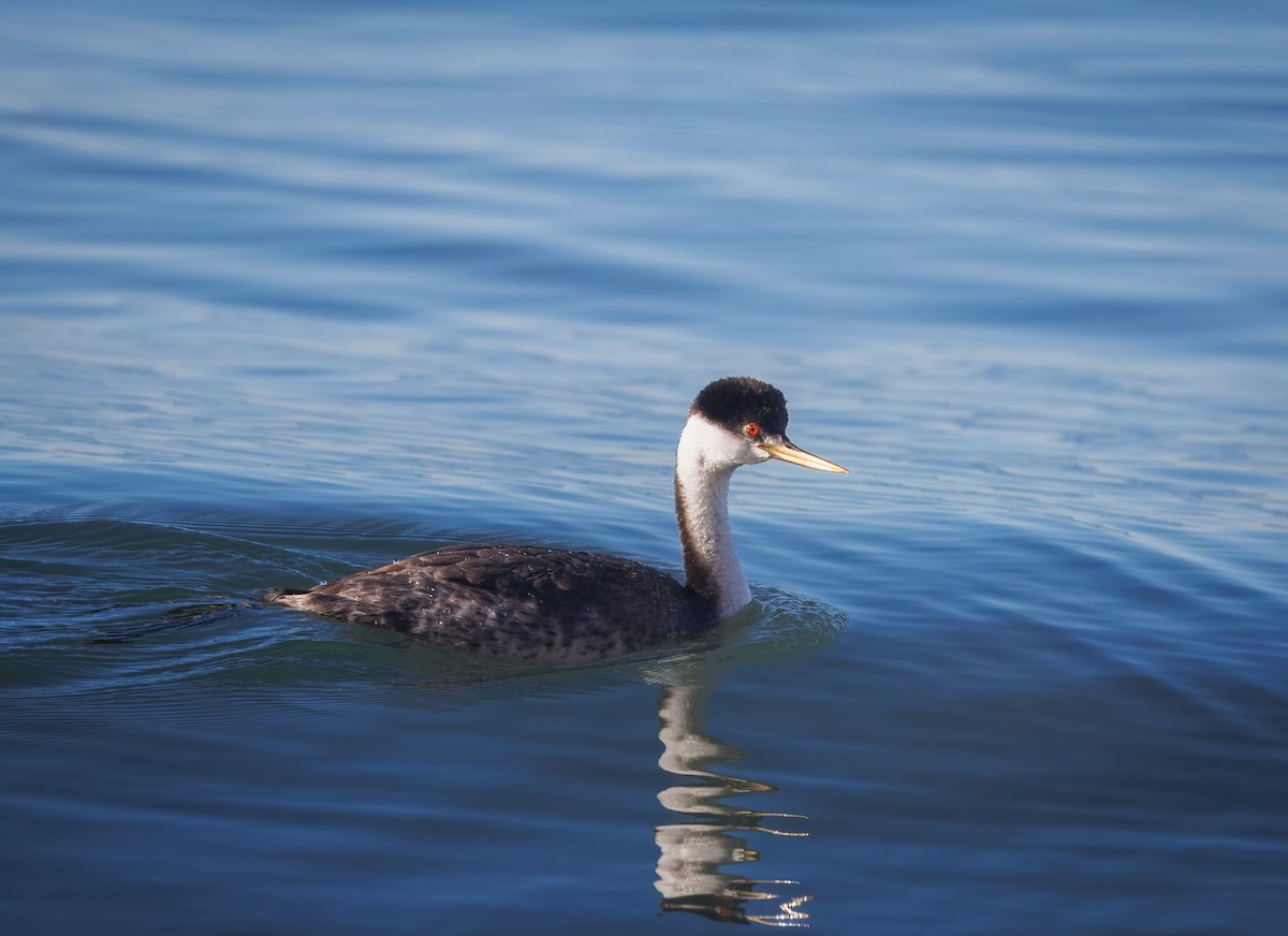 Murgil mendebaldarra - ML646854599