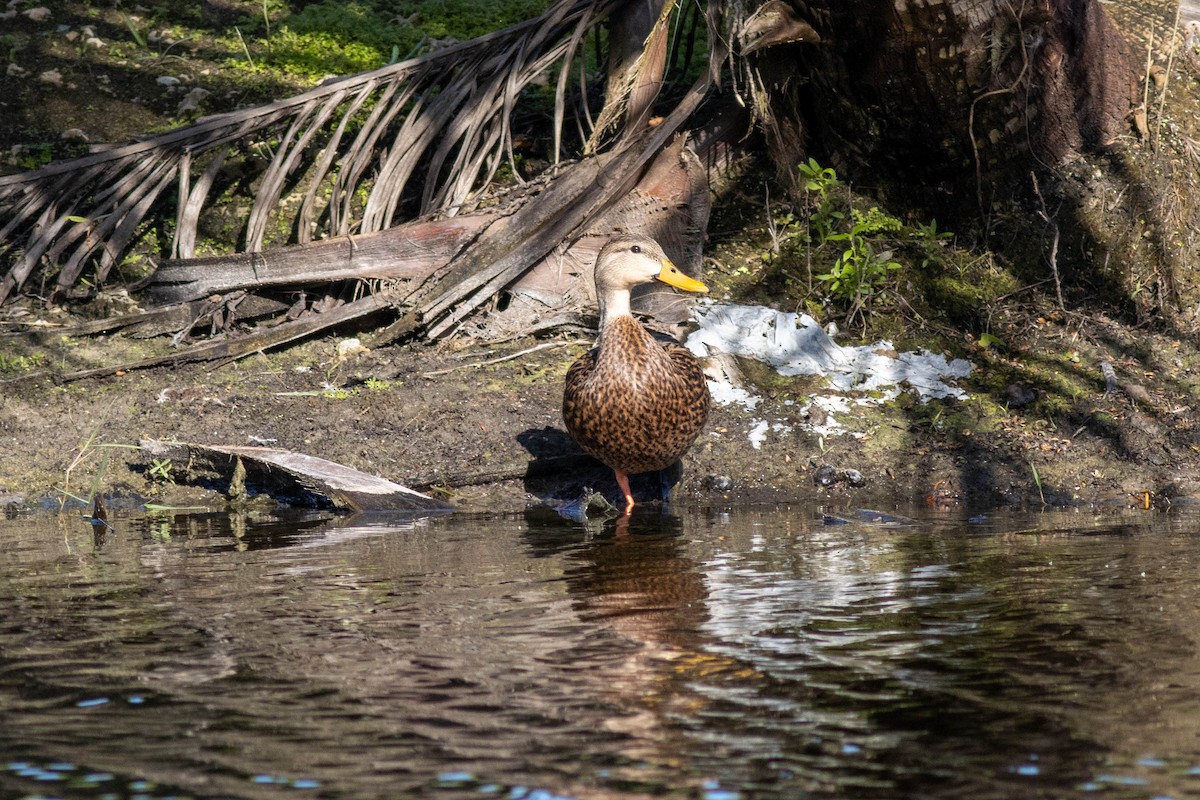 Mottled Duck - ML646854603