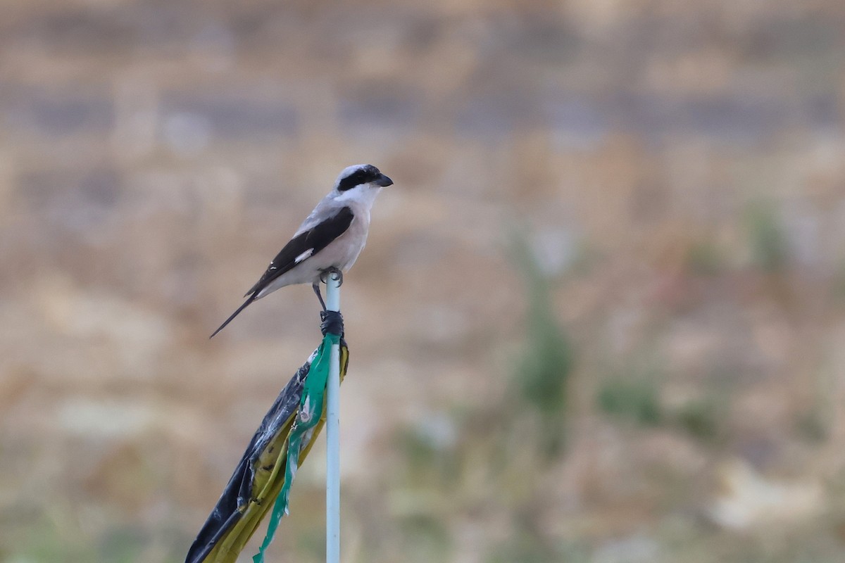 Lesser Gray Shrike - ML646854604