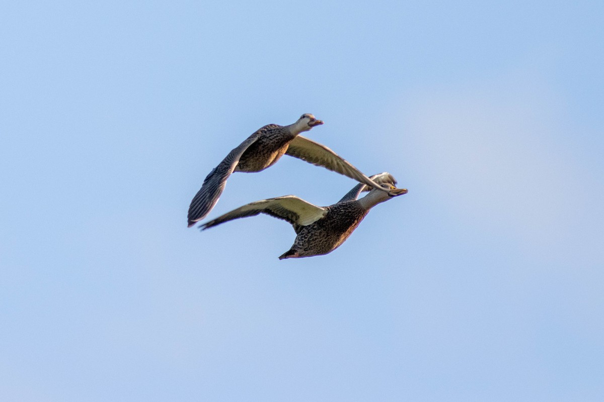 Mottled Duck - ML646854605