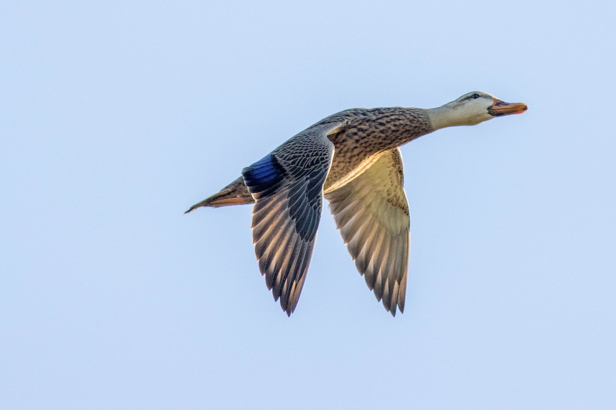 Mottled Duck - ML646854606
