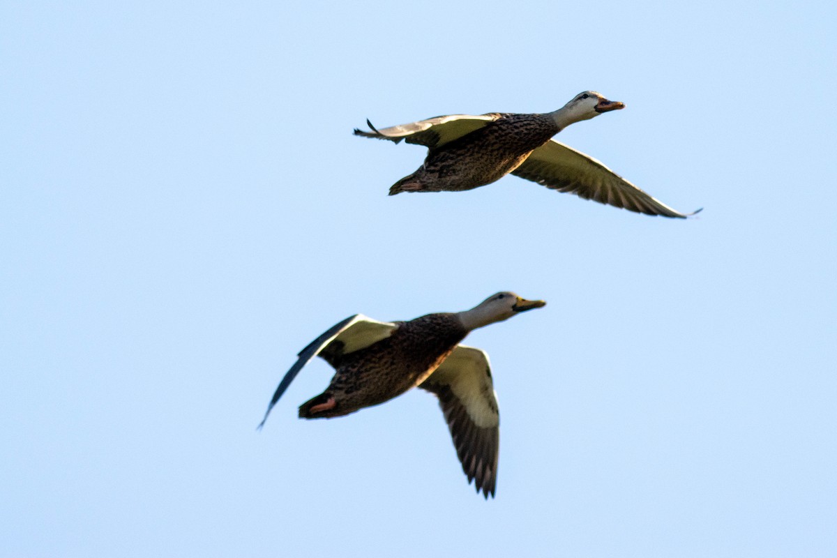 Mottled Duck - ML646854607