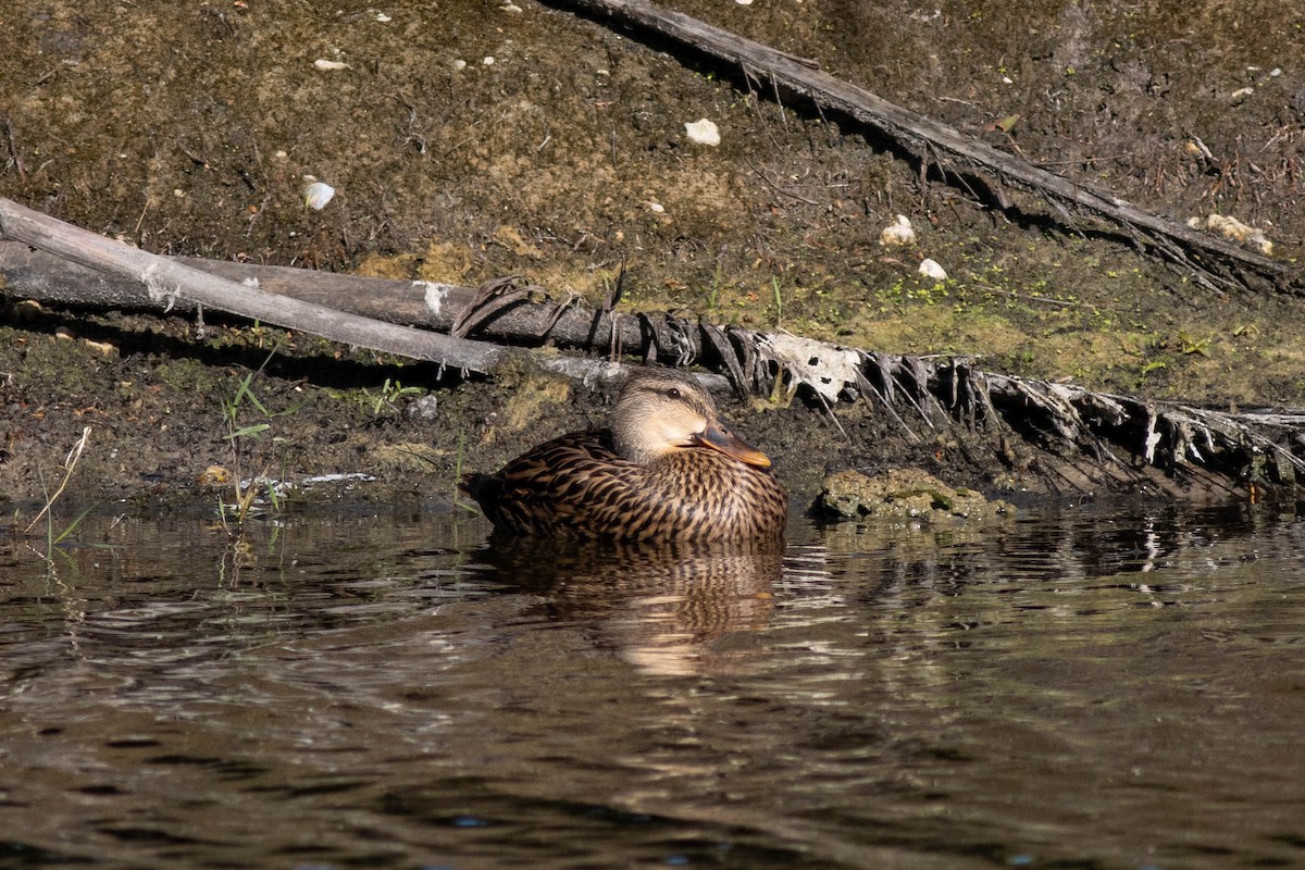 Mottled Duck - ML646854608