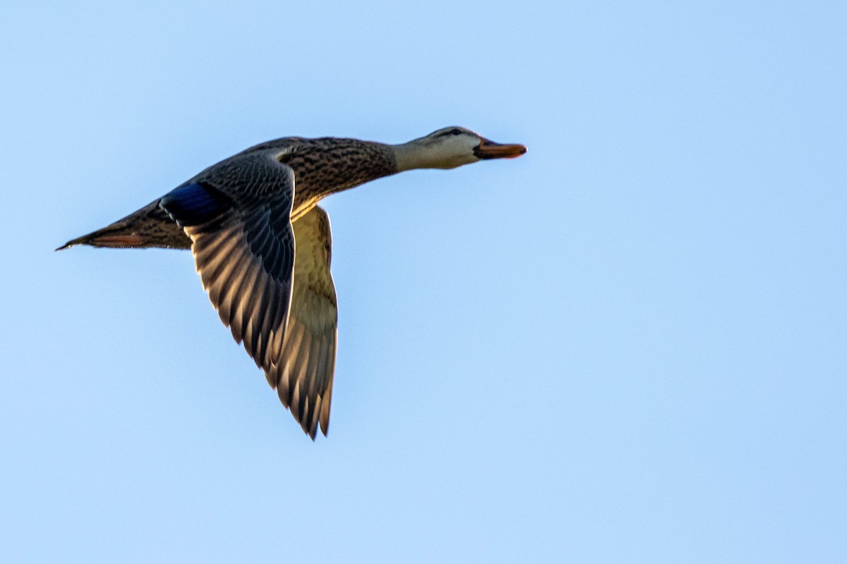 Mottled Duck - ML646854609