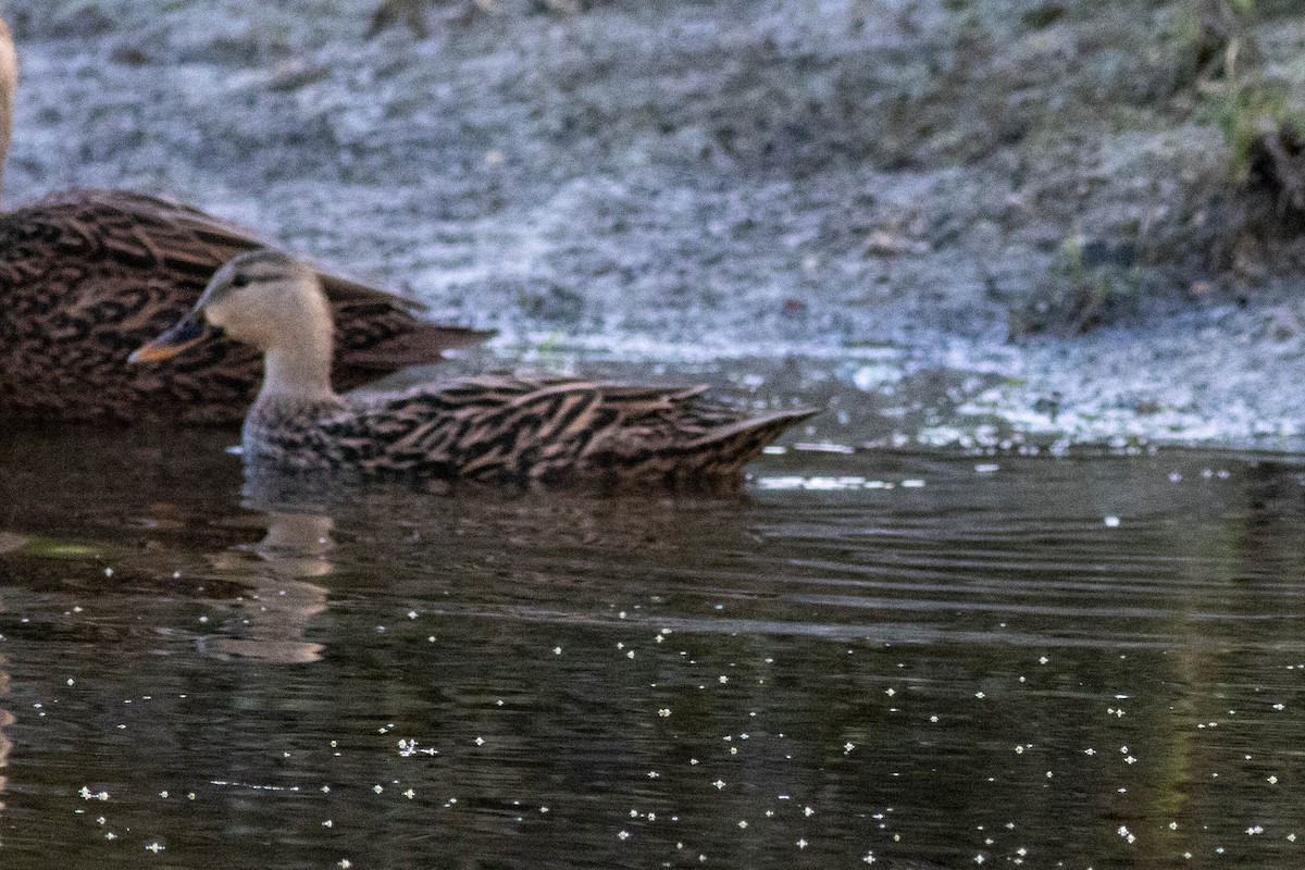 Mottled Duck - ML646854610