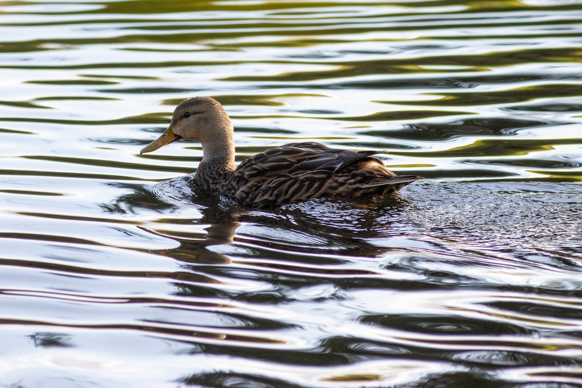 Mottled Duck - ML646854611