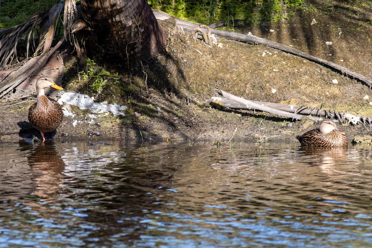 Mottled Duck - ML646854612