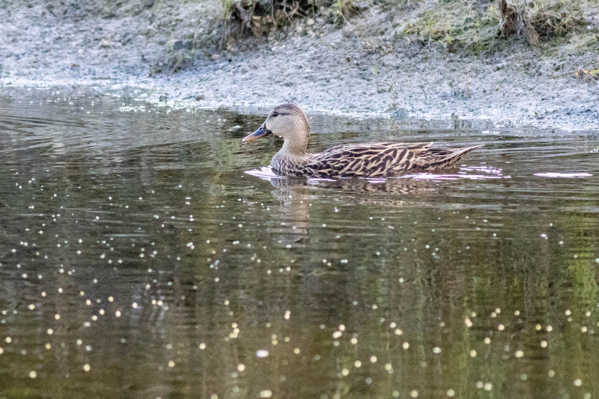 Mottled Duck - ML646854615