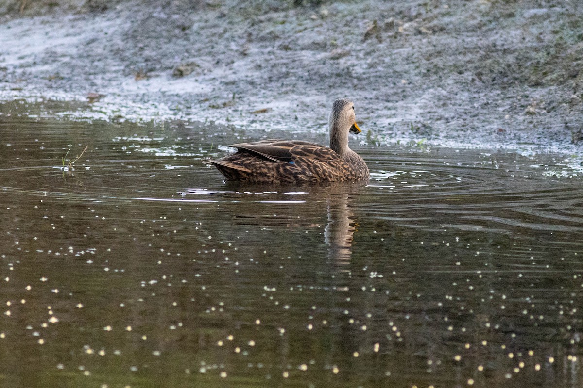 Mottled Duck - ML646854616