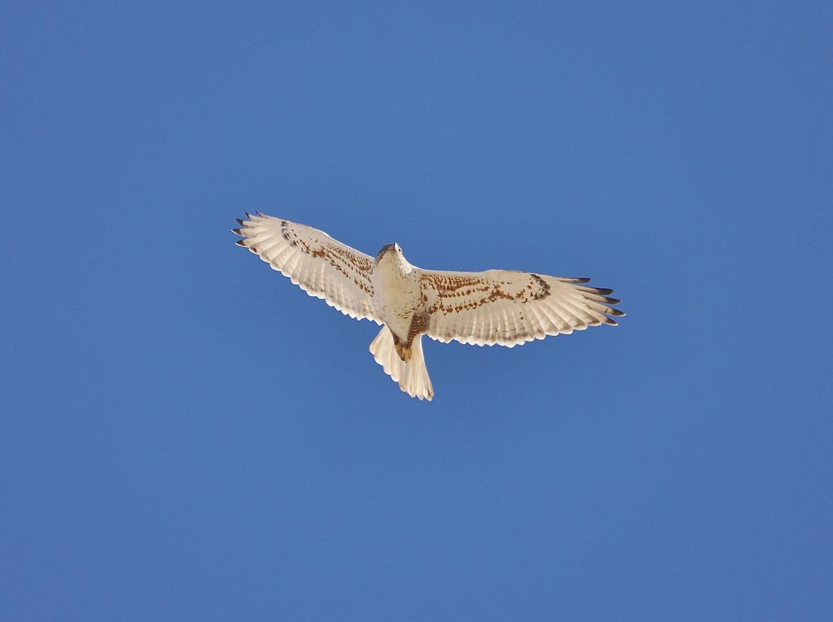 Ferruginous Hawk - ML646854618