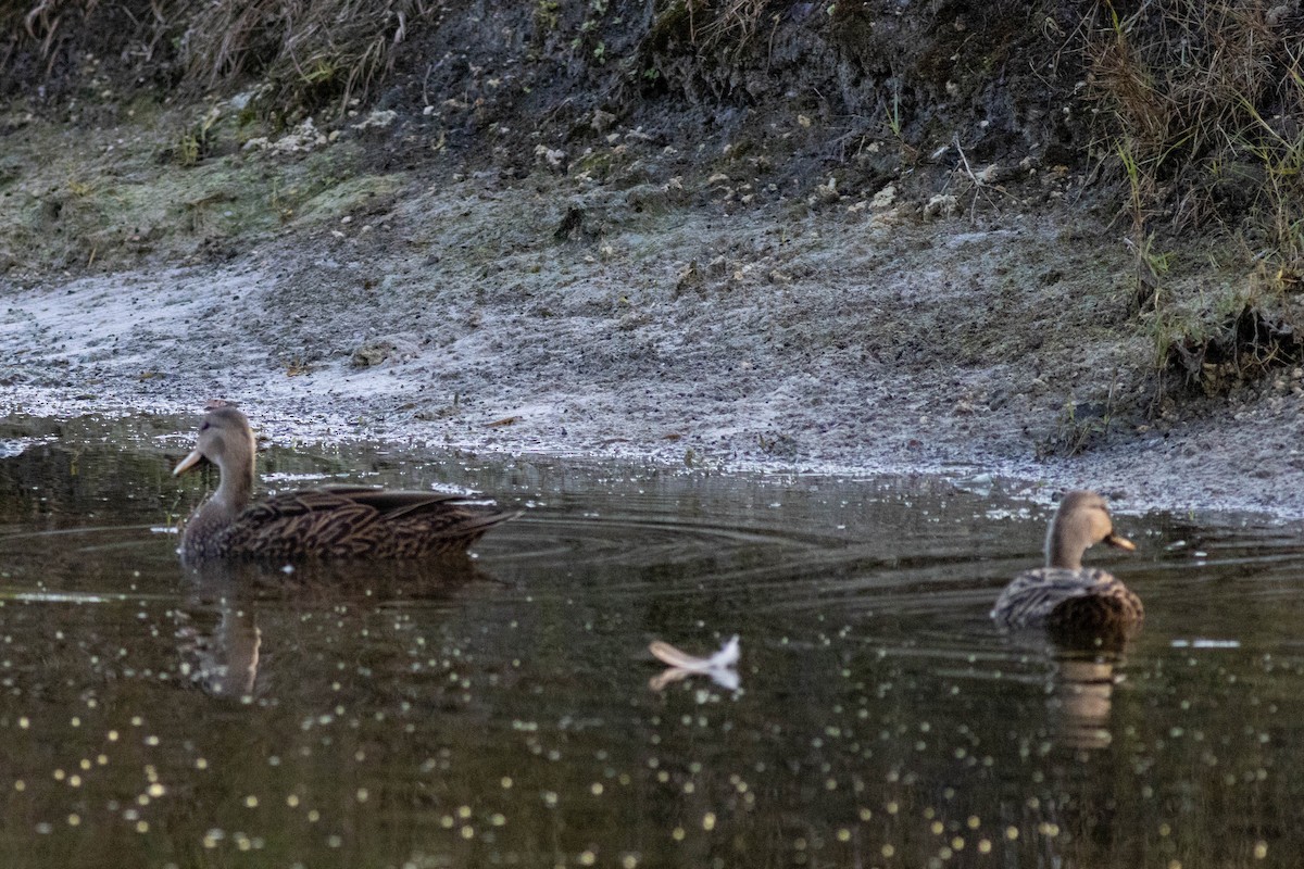 Mottled Duck - ML646854619