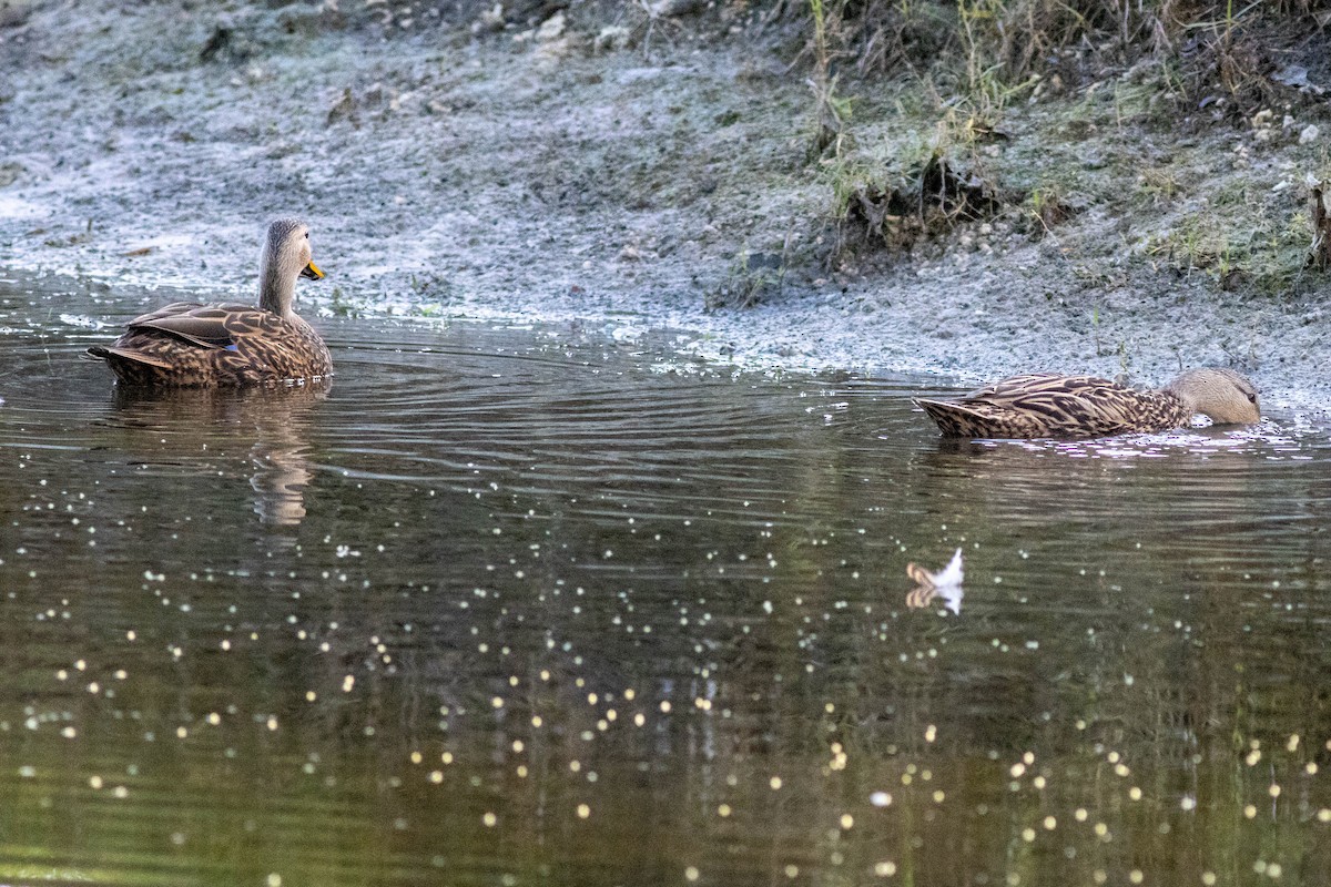 Mottled Duck - ML646854620