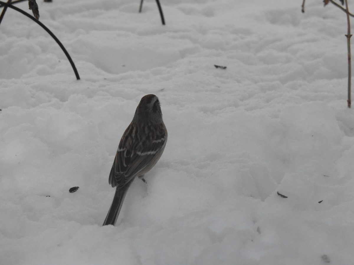 Пасовник північний - ML646854621