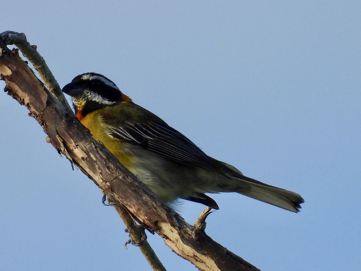 プエルトリコシトドフウキンチョウ - ML646854622