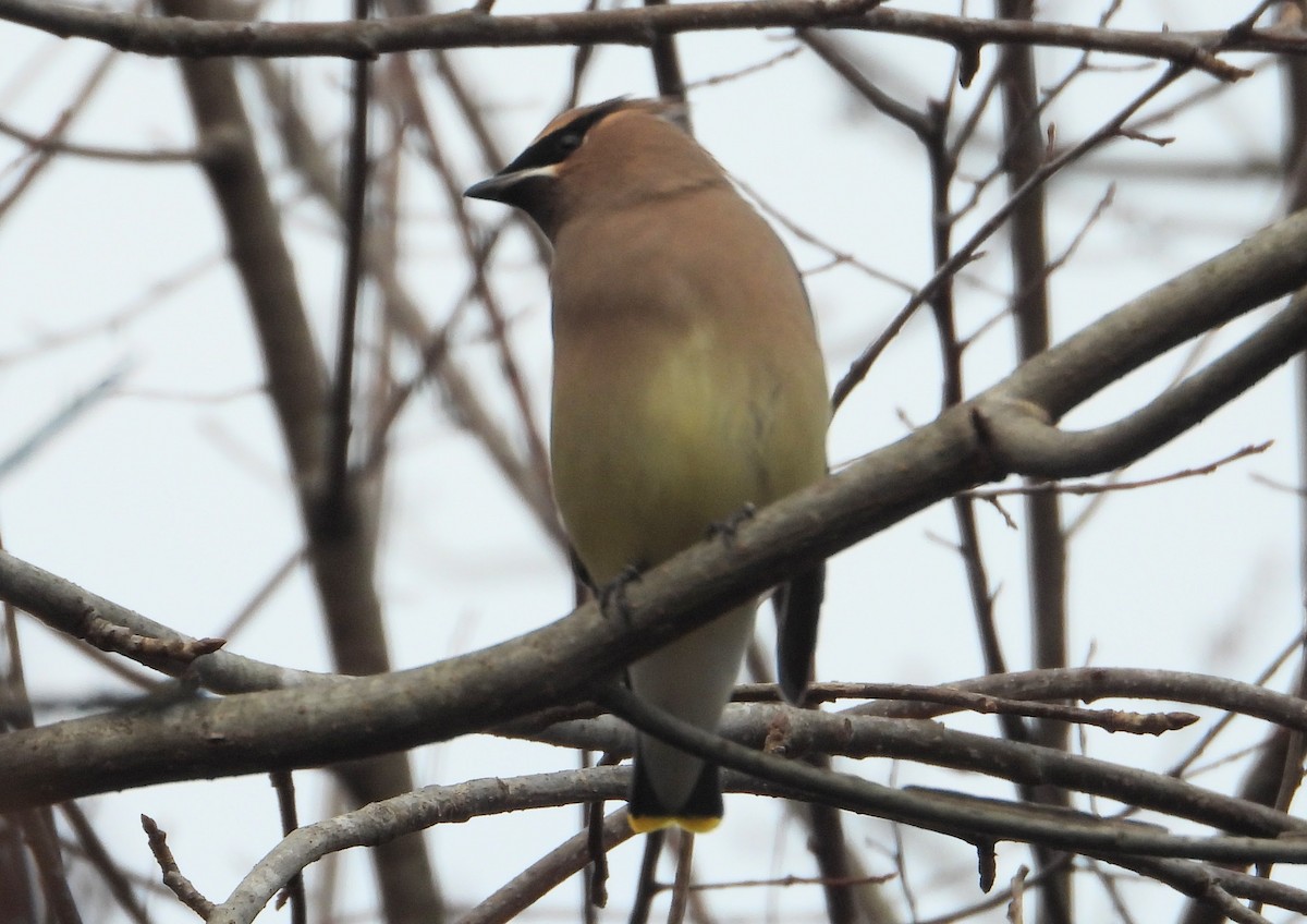 ヒメレンジャク - ML646854623