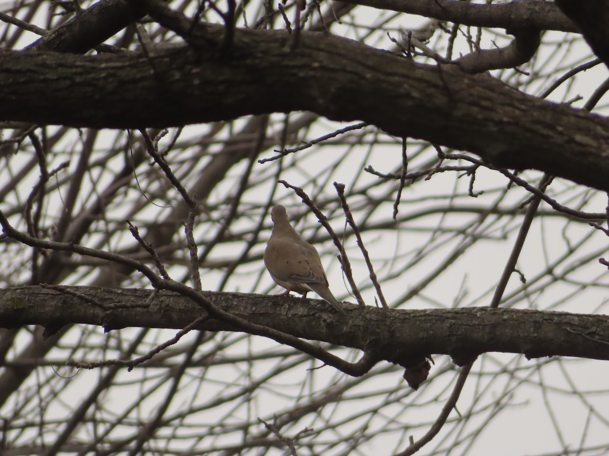 ナゲキバト - ML646854624