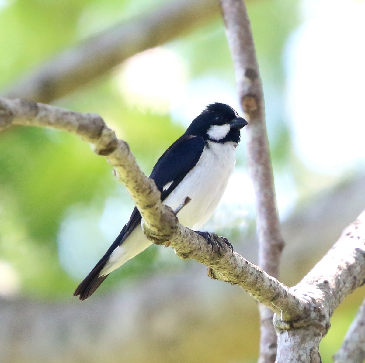 Lined Seedeater - ML646854627