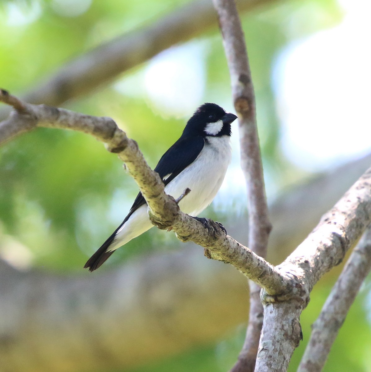 Lined Seedeater - ML646854628