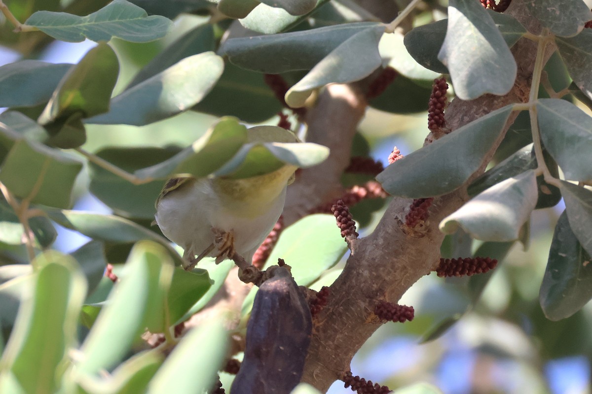 Wood Warbler - ML646854630