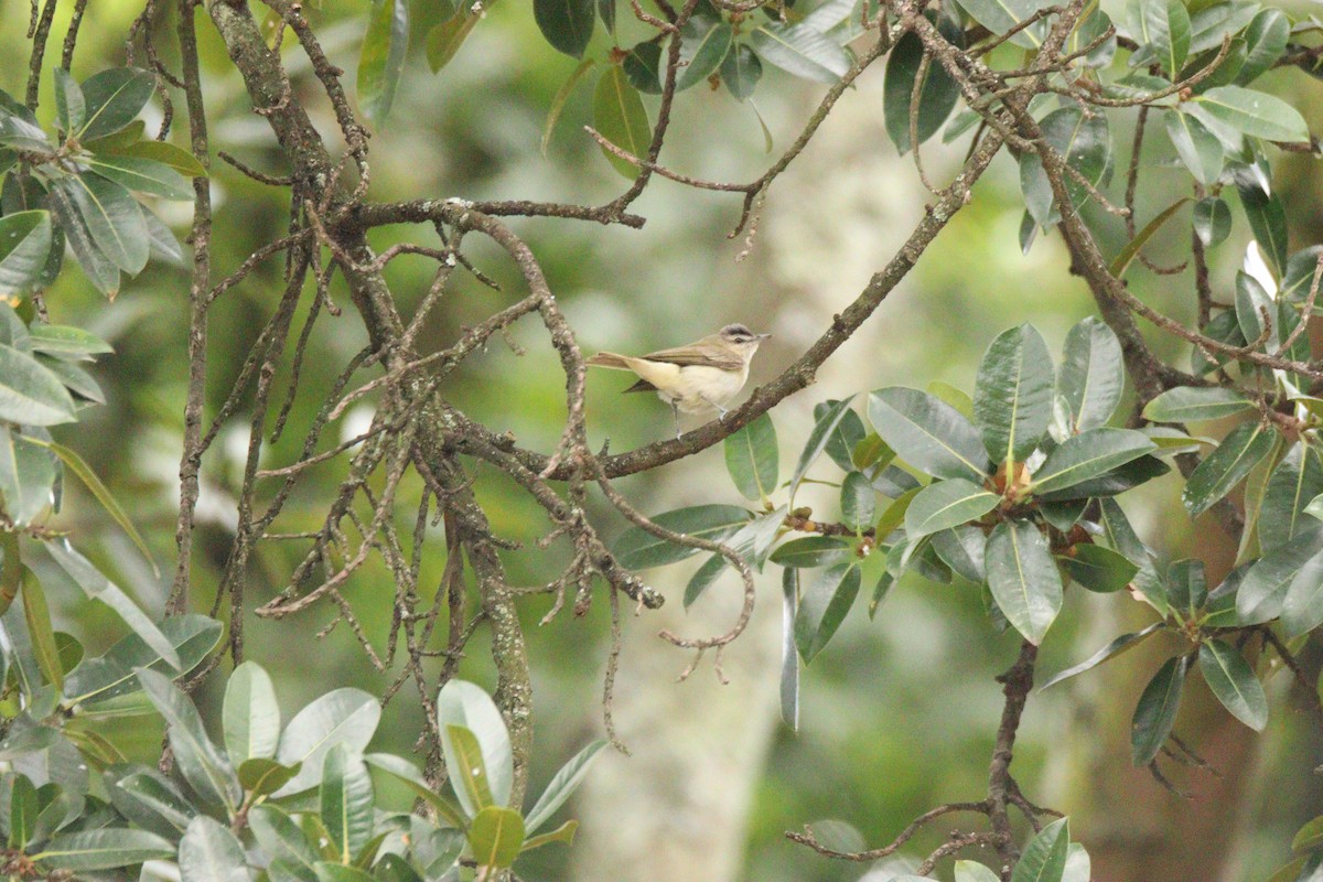 Красноглазый виреон - ML646854638