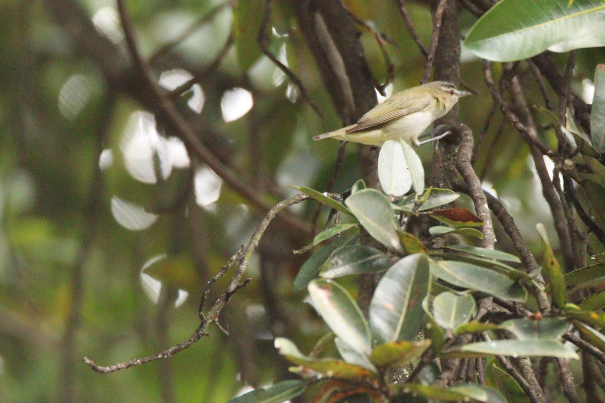 Красноглазый виреон - ML646854639
