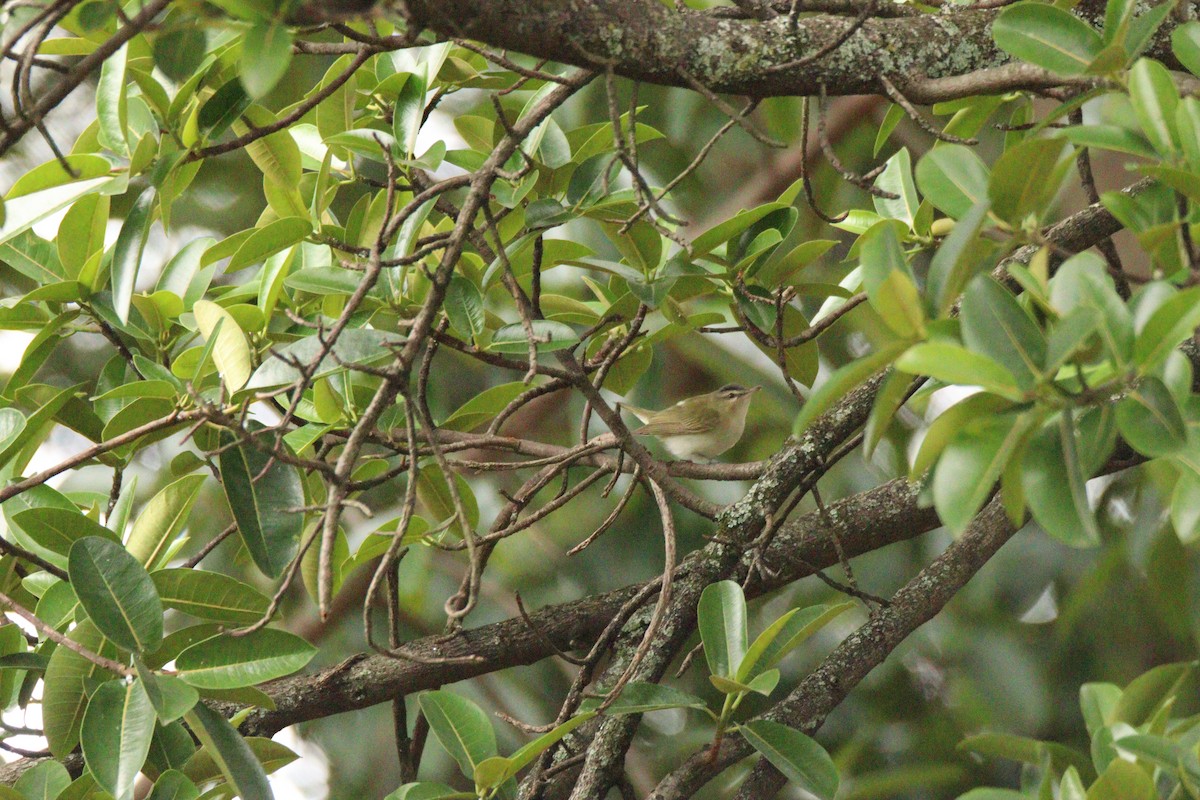 Красноглазый виреон - ML646854640