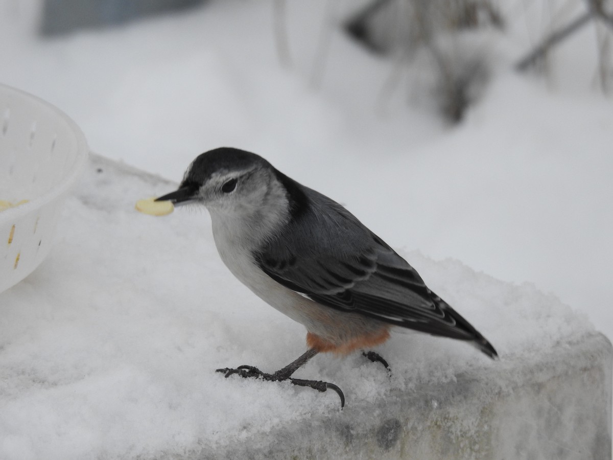 Trepador Pechiblanco - ML646854641