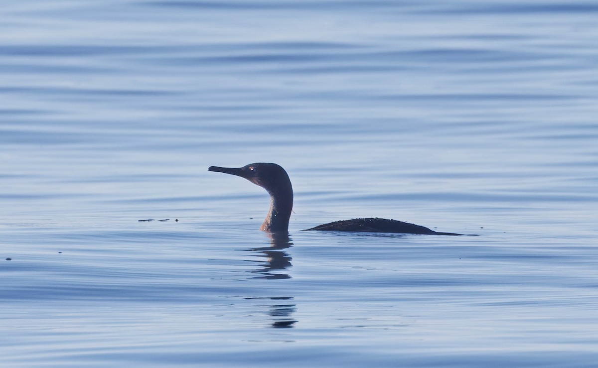 Brandt's Cormorant - ML646854643