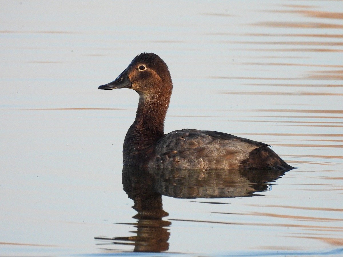 taffeland - ML646854649