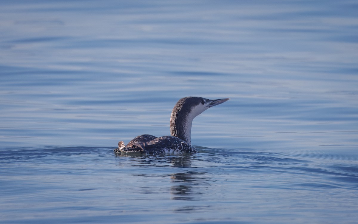 Aliota txikia - ML646854653