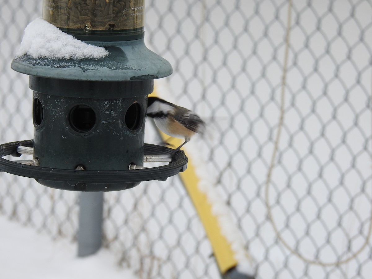 Carbonero Cabecinegro - ML646854655