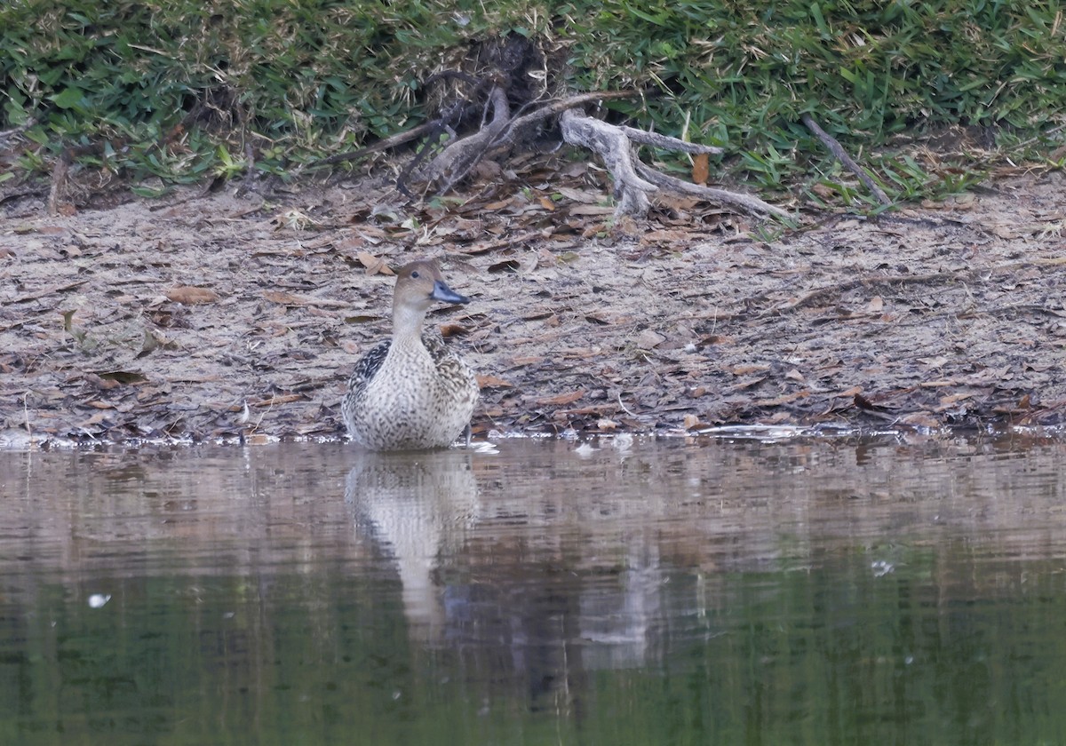 Northern Pintail - ML646854656
