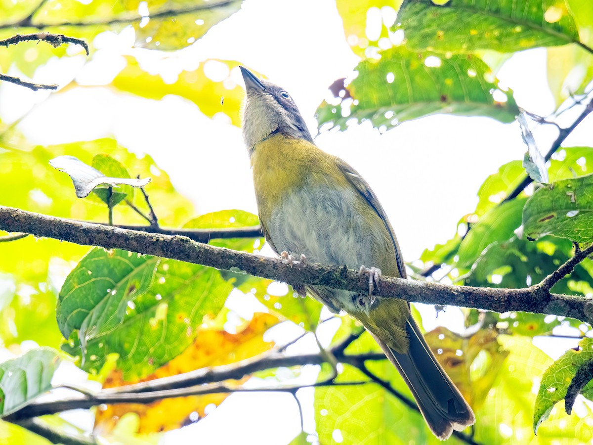 Common Chlorospingus - ML646854657