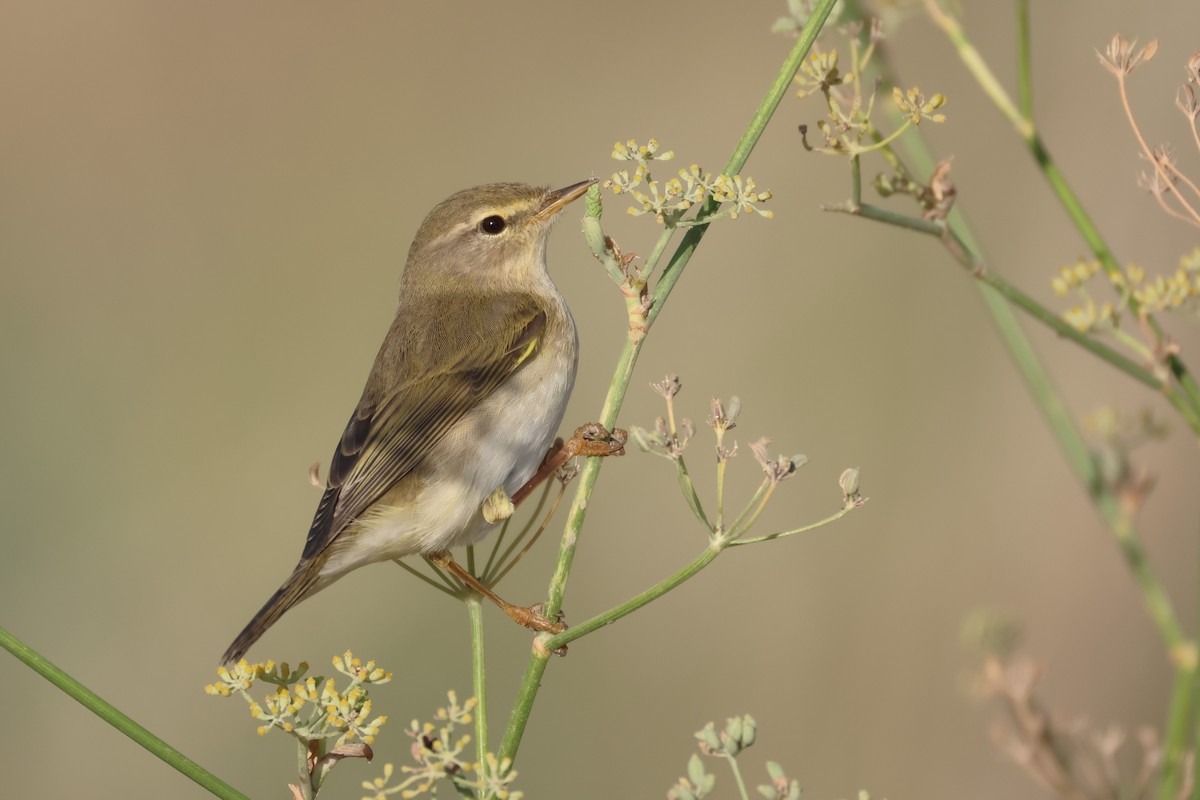 Willow Warbler - ML646854658