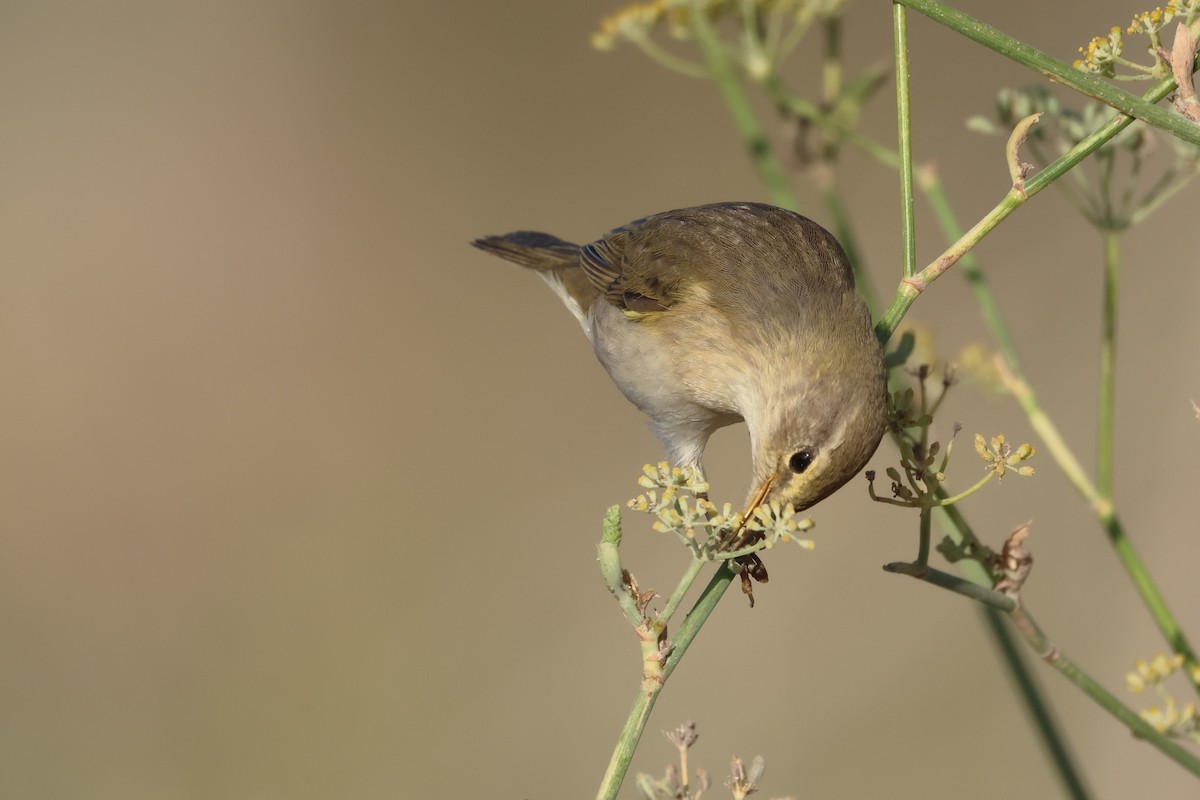 Willow Warbler - ML646854659